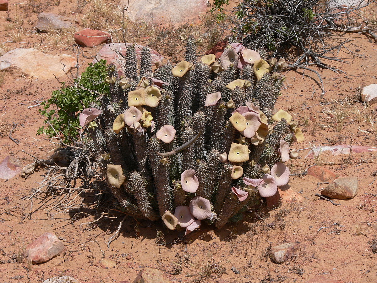 Hoodia Gordonii na nadmierny apetyt