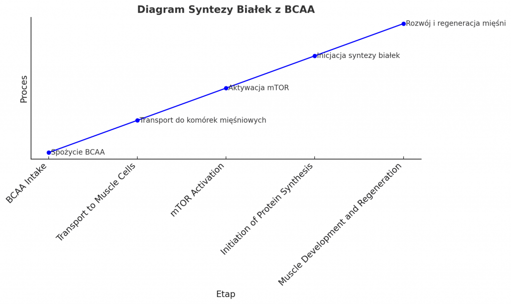 Diagram syntezy białek z BCAA