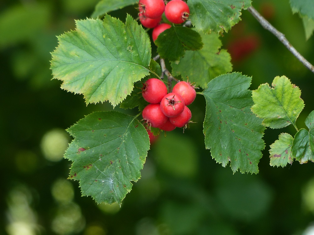 Świeże jagody Głogu (Crataegus)