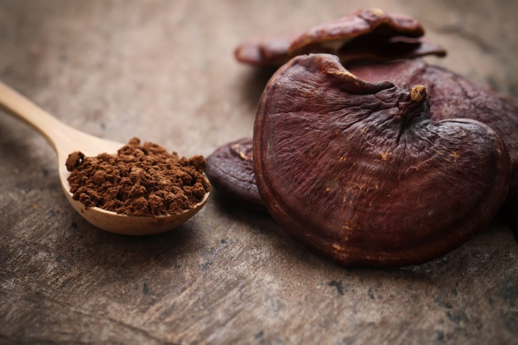 Świeże grzyby Reishi (Ganoderma lucidum)