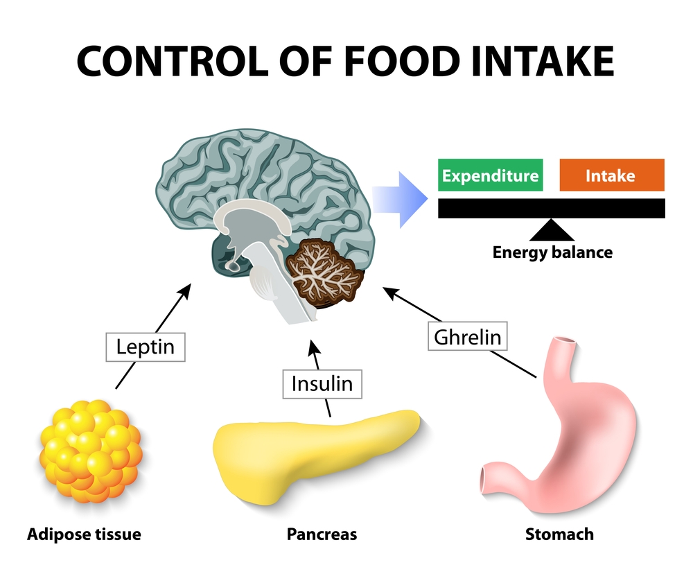 Insulina jest jednym z podstawowych hormonów biorących udział w kontroli spożycia pokarmu
