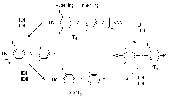 Proces syntezy T2.<br /> Źródło: https://en.wikipedia.org/wiki/3,3%27-Diiodothyronine Proces syntezy T2