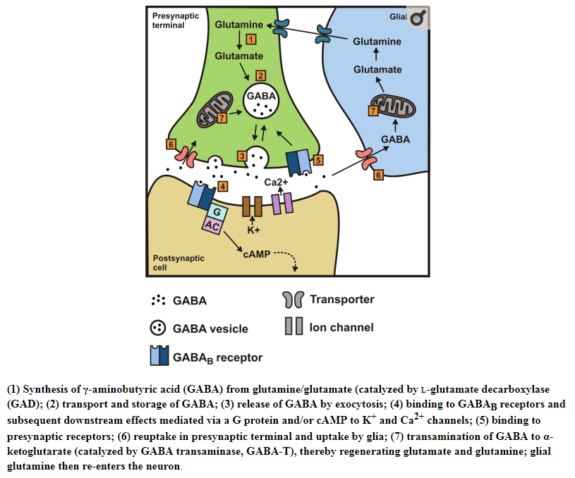 Cykl działania GABA