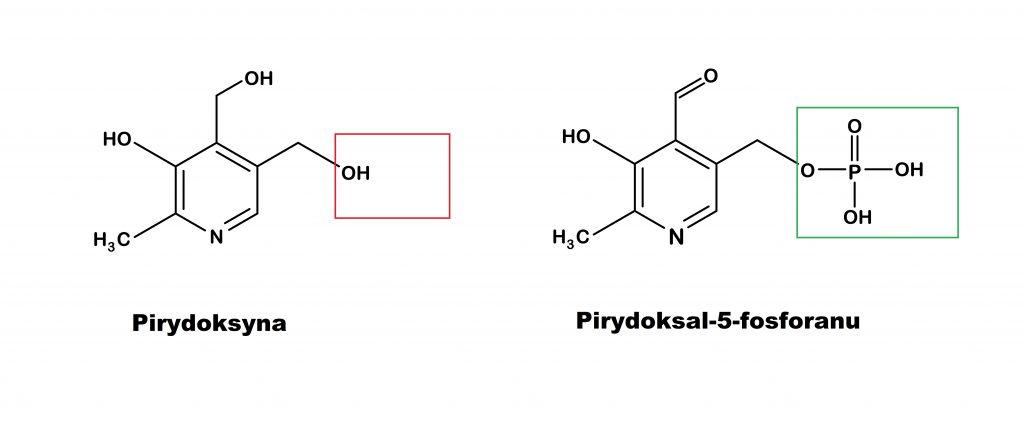 Za większą efektywność i przyswajalność witaminy B6 w formie 5-fosforanu pirydoksalu odpowiada głównie podstawnik fosforanowy, w miejscu pirydoksynowego atomu wodoru w grupie hydroksylowej