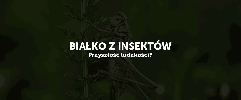 białko z insektów