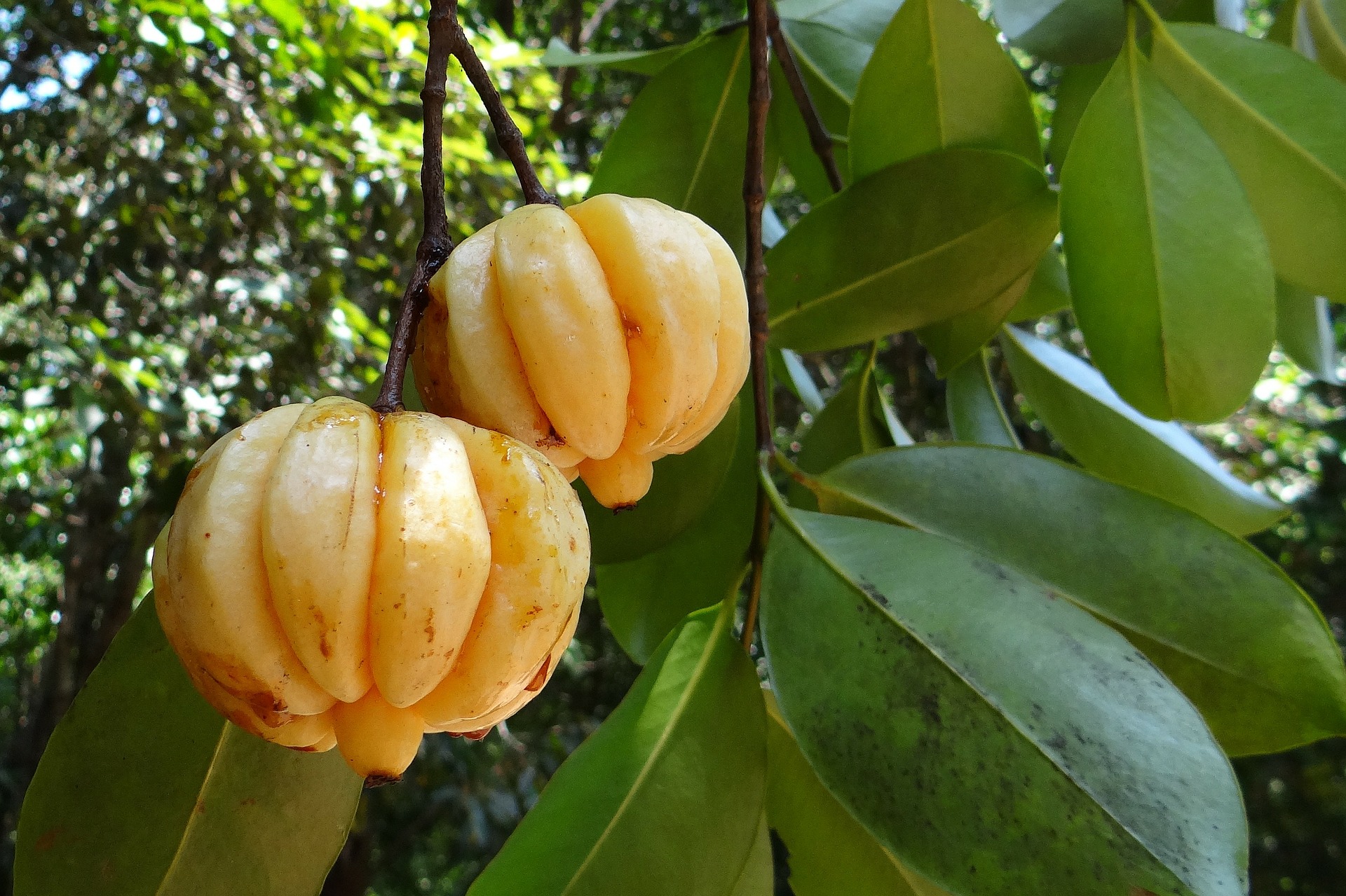 Garcinia cambogia