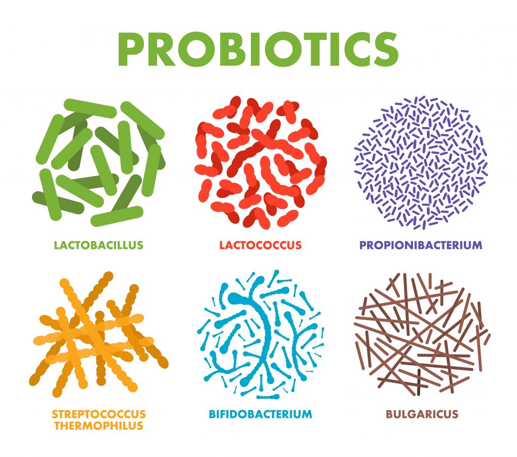 Rodzaje bakterii probiotycznych