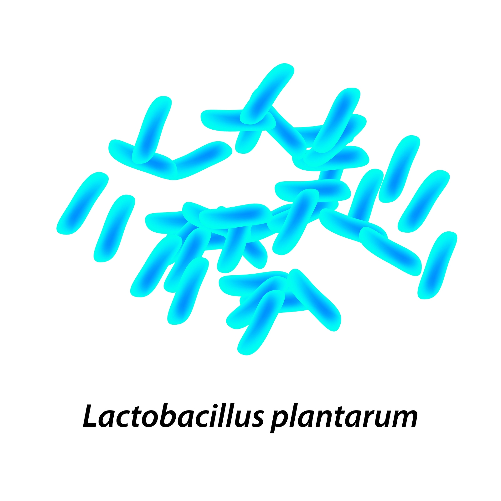 Wpływ szczepu probiotycznego Lactobacillus plantarum 299v na stan gospodarki żelazowej