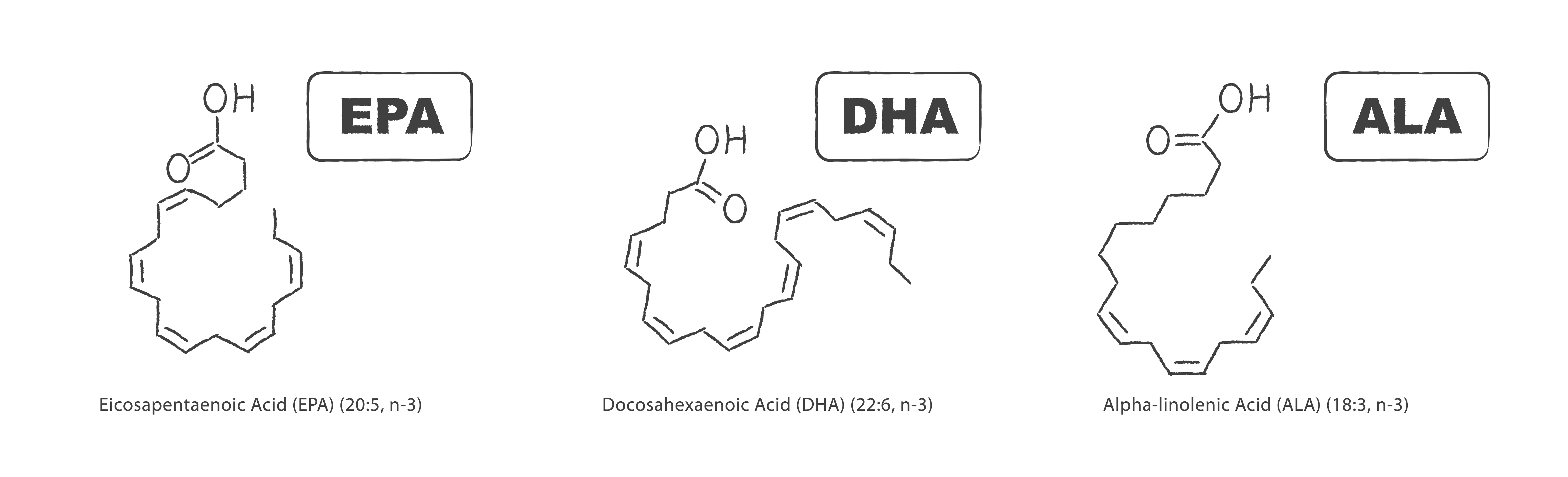 3 najbardziej popularne kwasy typu Omega 3 - EPA, DHA i ALA