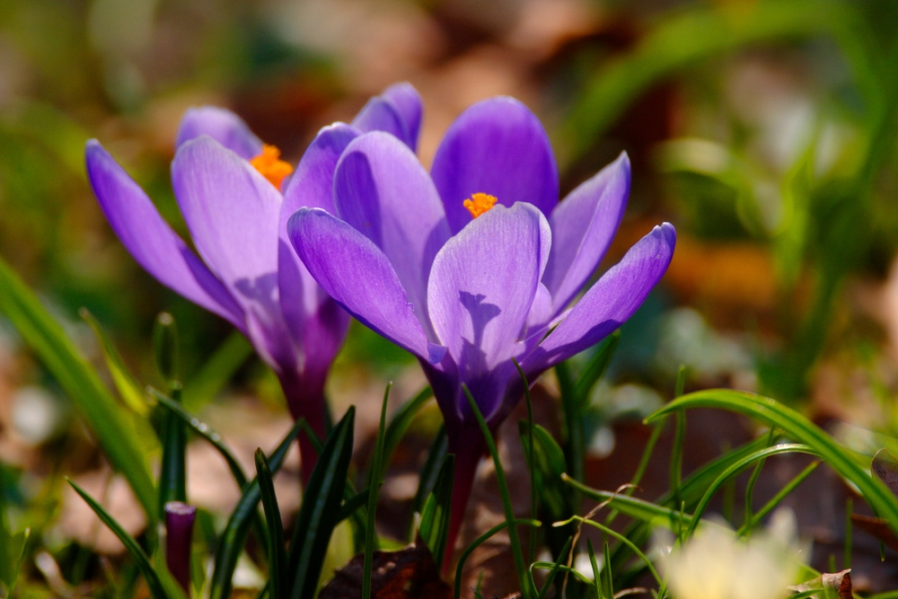 Szafran (Crocus)