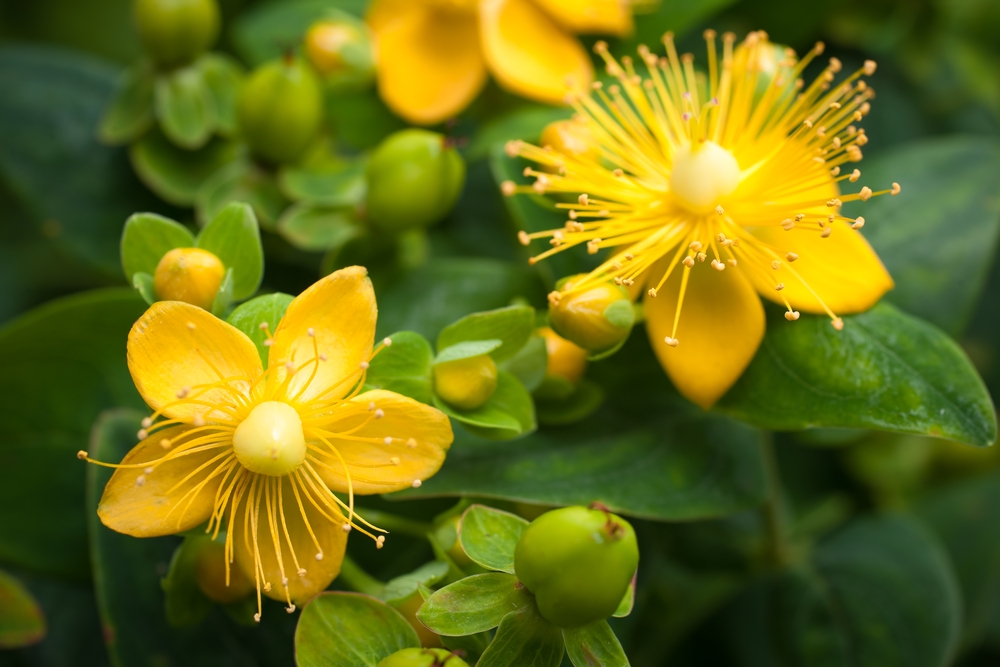 Dziurawiec Zwyczajny (Hypericum perforatum)
