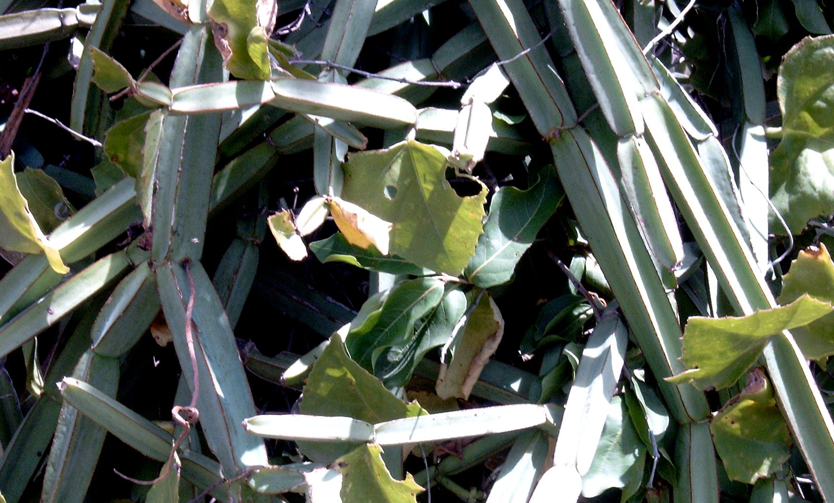 Cissus Quadrangularis - właściwości