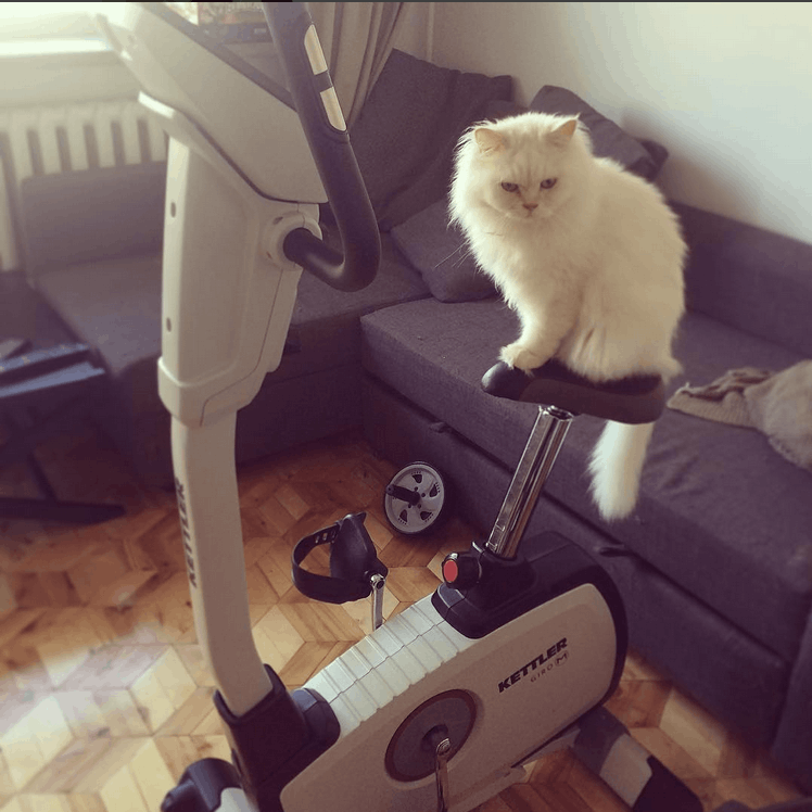 Trening przy hashimoto