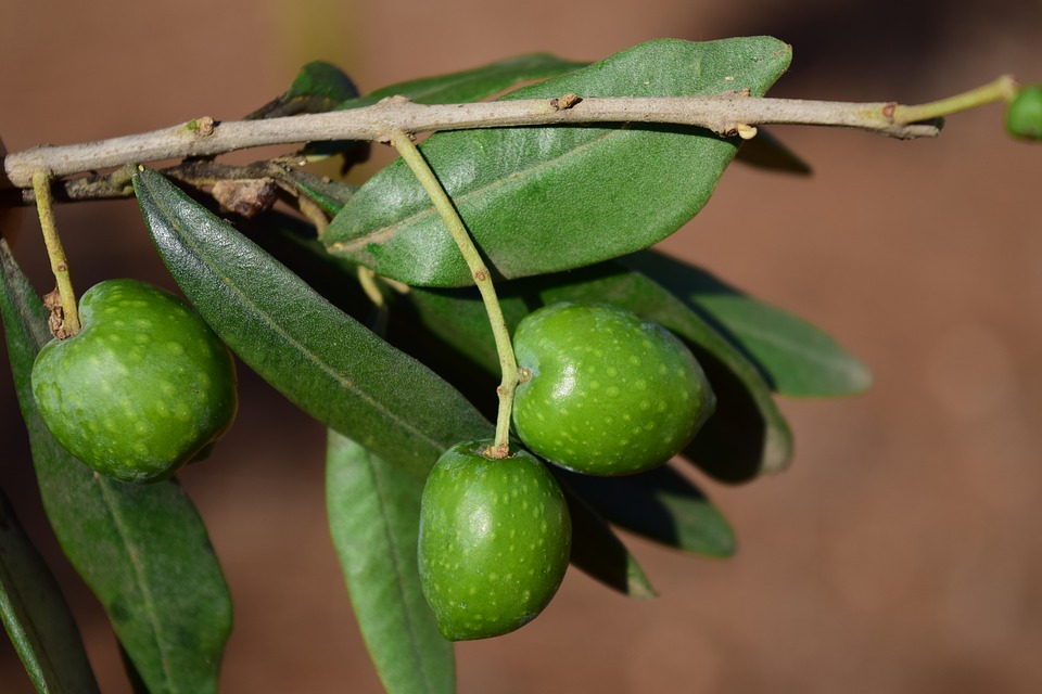 Olive Leaf - wyciąg z liścia drzewa oliwnego.