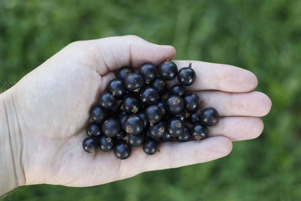 Black Currant Oil - zdrowie dzięki porzeczkom!