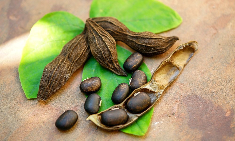 Mucuna Pruriens (l-dopa): 5 najważniejszych korzyści zdrowotnych