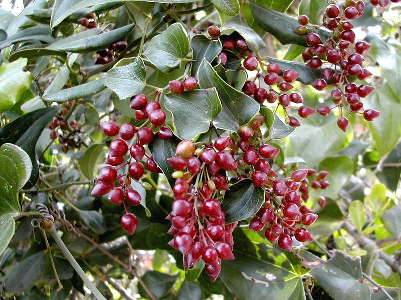 Sarsaparilla