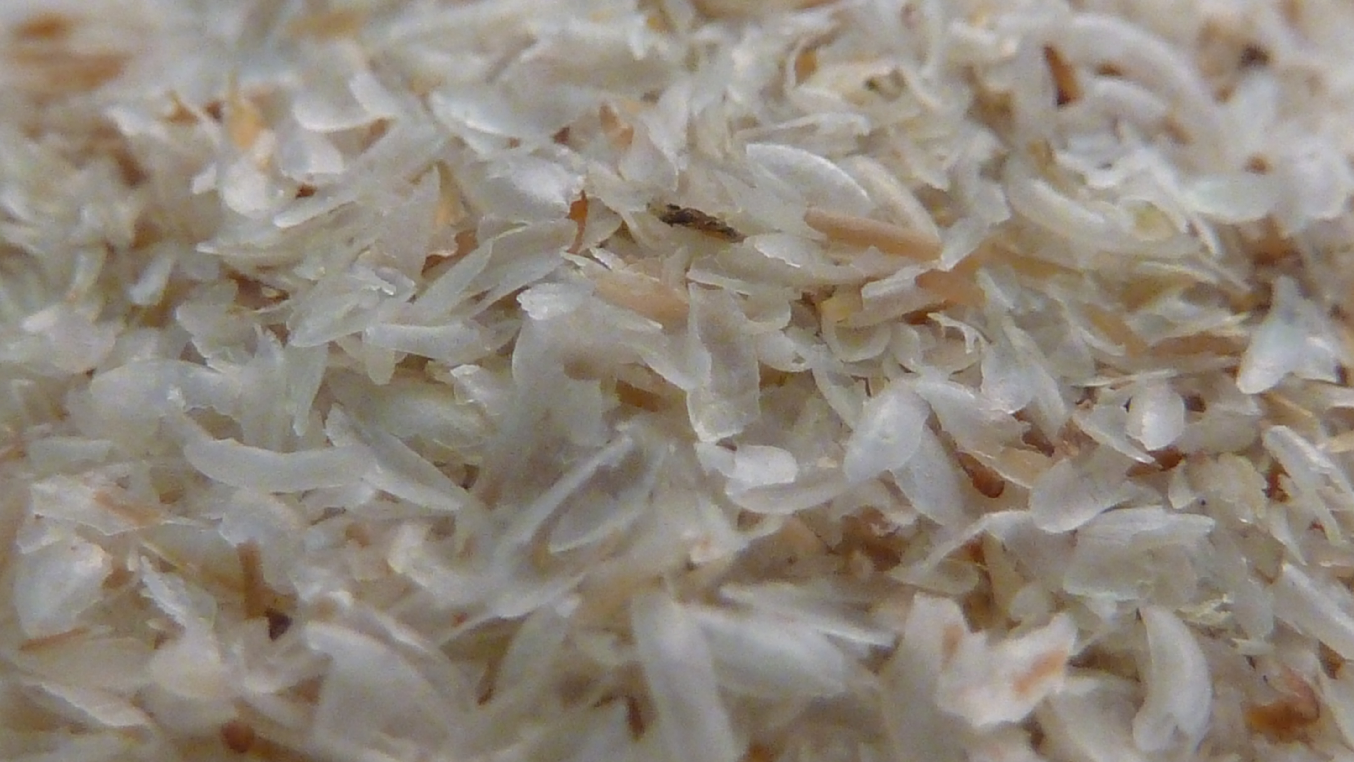 Psyllium Husk – korzyści zdrowotne dzięki suplementacji