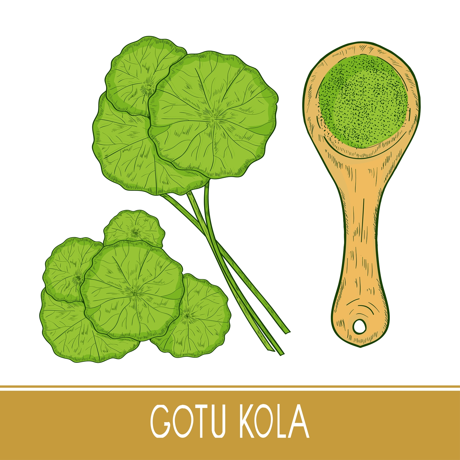 Gotu kola - wsparcie układu nerwowego