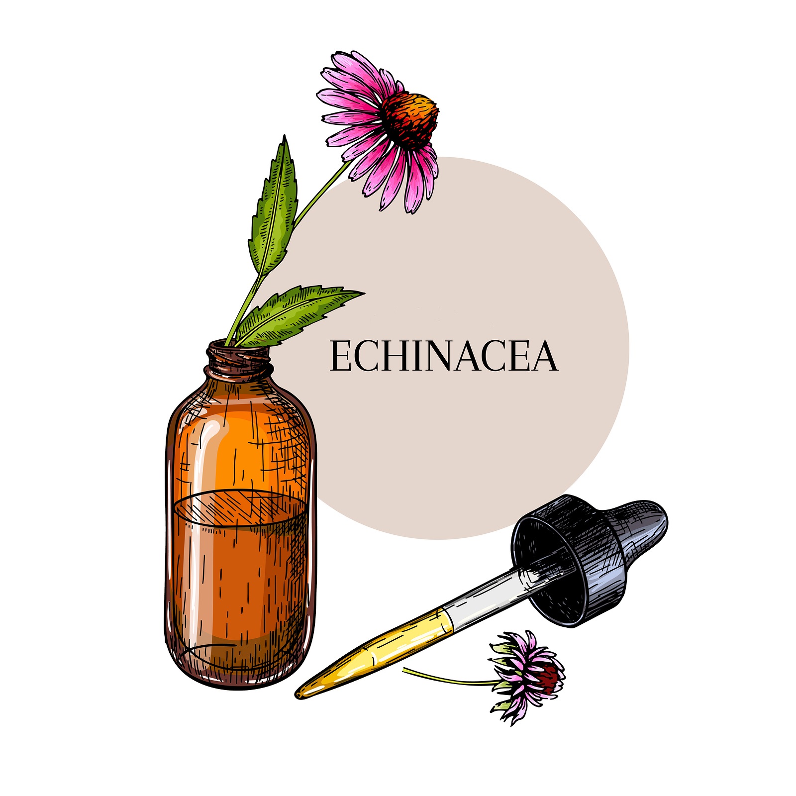 Echinacea - właściwości zdrowotne