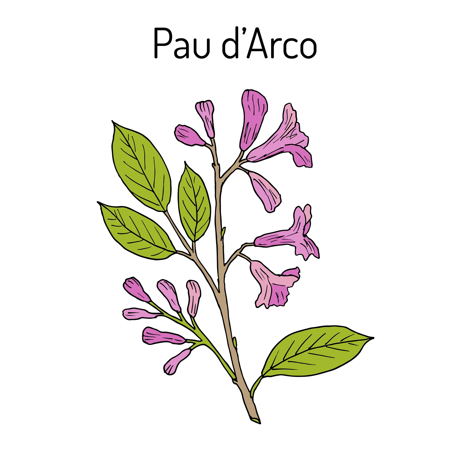 Pau d'arco – co warto wiedzieć o tym niezwykłym drzewie?