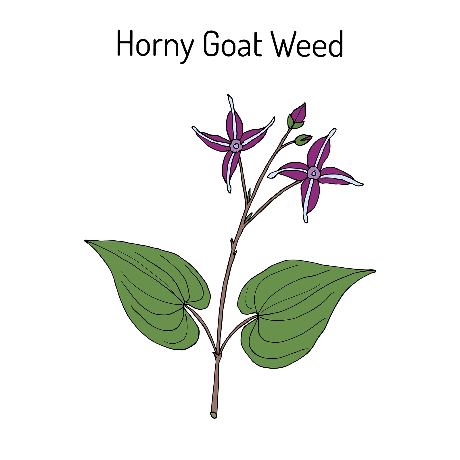 Czy Horny Goat Weed pomaga na zaburzenia erekcji?