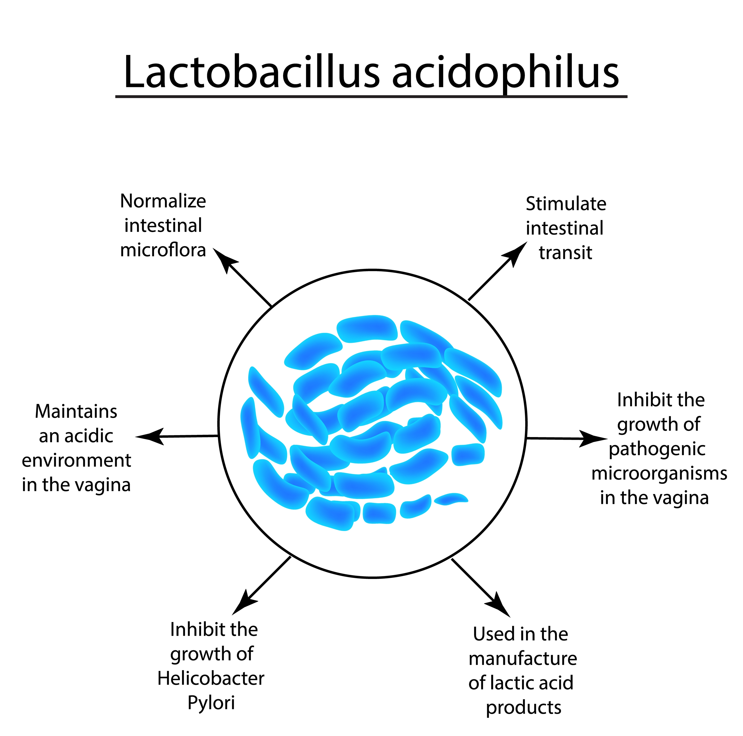 Czym jest Lactobacillus Acidophilus? - właściwości