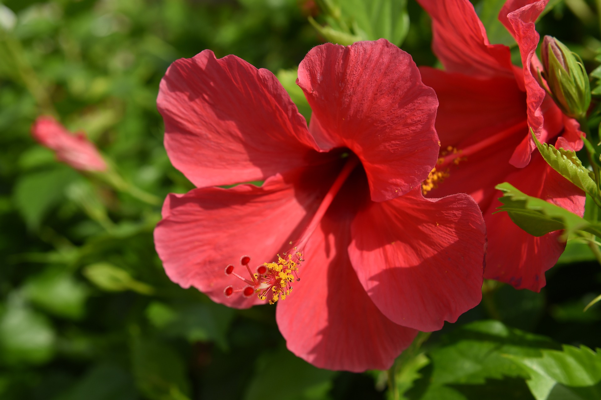 Właściwości prozdrowotne kwiatów hibiskusa